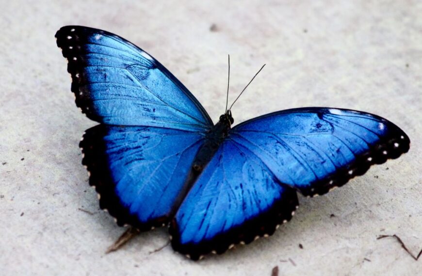 Me Too in the shadow of the Epstein files. Blue Morpho
